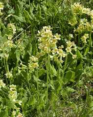 Primula elatior
