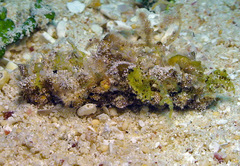 Holothuria fuscogilva
