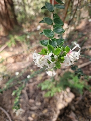Pimelea nivea