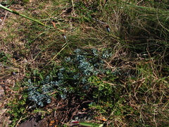 Porophyllum linifolium