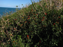 Dicliptera squarrosa