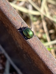 Chrysolina auripennis