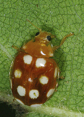 Vibidia duodecimguttata