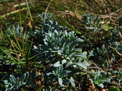Porophyllum linifolium