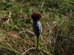 Porophyllum linifolium