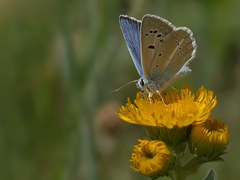 Polyommatus huberti