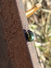Chrysolina auripennis
