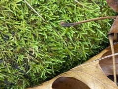 Entodon cladorrhizans