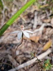 Caladenia gracilis