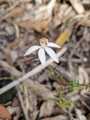 Caladenia gracilis