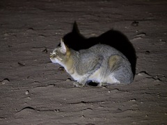 Felis lybica cafra