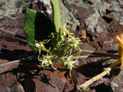 Oxypetalum tomentosum