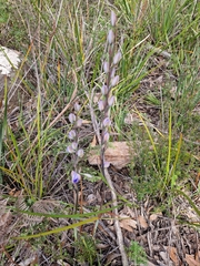 Thelymitra aristata