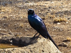Lamprotornis australis