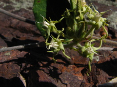 Oxypetalum tomentosum