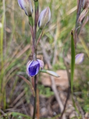 Thelymitra aristata