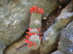 Mammillaria phitauiana