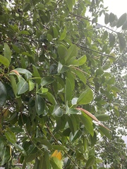 Ficus elastica