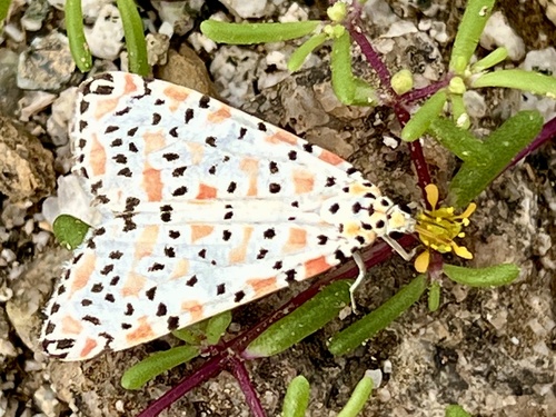 Crimson-speckled Flunkey