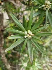 Cyathodes glauca