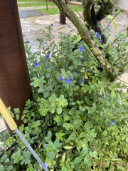 Evolvulus glomeratus