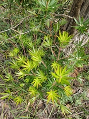 Cyathodes glauca