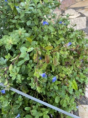 Evolvulus glomeratus