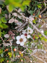 Leptospermum scoparium