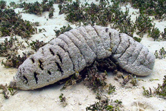 Holothuria fuscopunctata