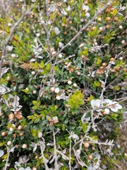 Leptospermum scoparium