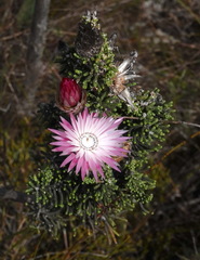 Phaenocoma prolifera