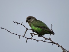 Poicephalus cryptoxanthus