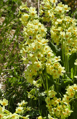 Primula elatior