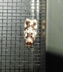 Barea confusella