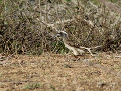 Lophoceros nasutus
