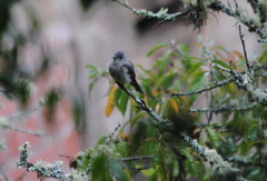 Contopus fumigatus