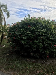 Calliandra tergemina