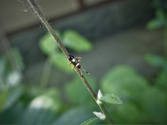 Closterotomus biclavatus