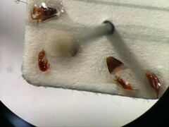 Oxypoda operta