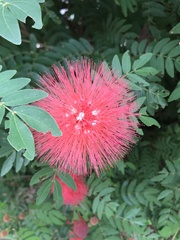 Calliandra tergemina