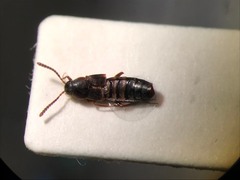 Oxypoda operta