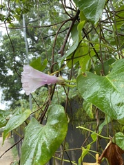 Ipomoea tiliacea