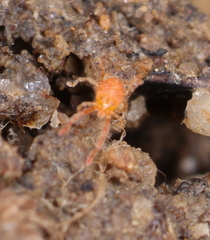 Erythraeoidea