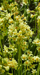 Primula elatior