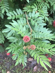 Calliandra tergemina