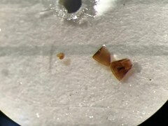 Aleodorus scutellaris