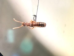 Aleodorus scutellaris