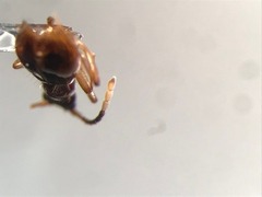 Brathinus varicornis