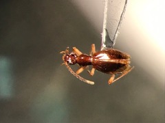 Brathinus varicornis