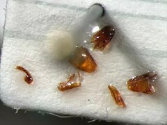 Aleochara thoracica